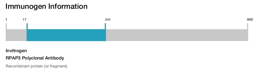 RPAP3 Polyclonal Antibody