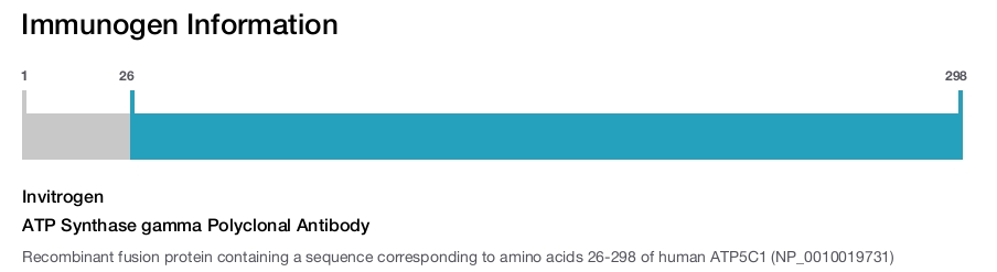 ATP Synthase gamma Polyclonal Antibody