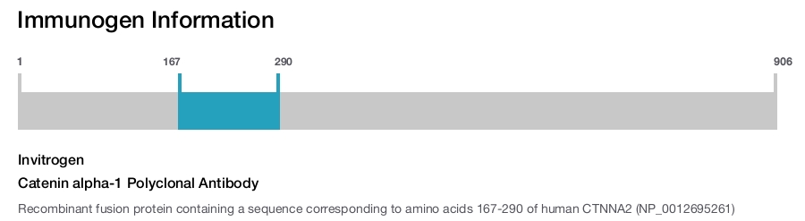 Catenin alpha-1 Polyclonal Antibody