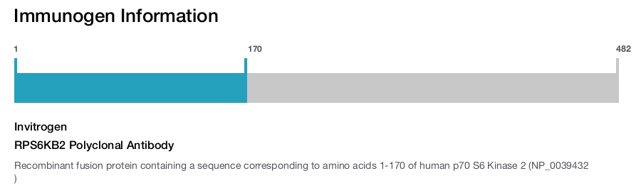 RPS6KB2 Polyclonal Antibody