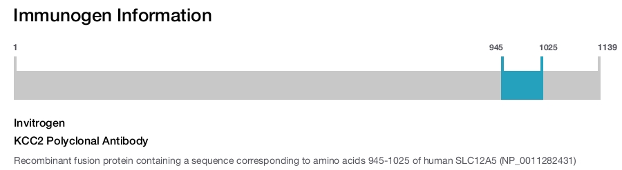 KCC2 Polyclonal Antibody