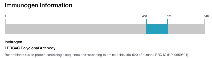 LRRC4C Polyclonal Antibody