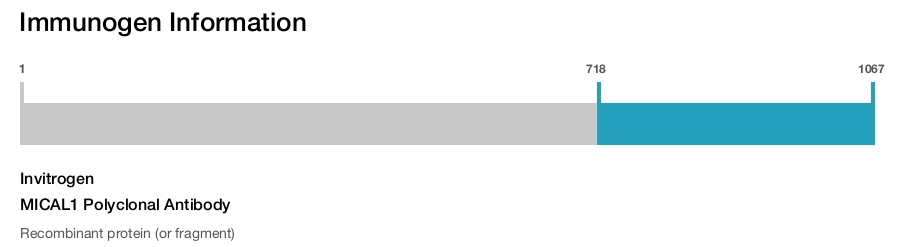 MICAL1 Polyclonal Antibody