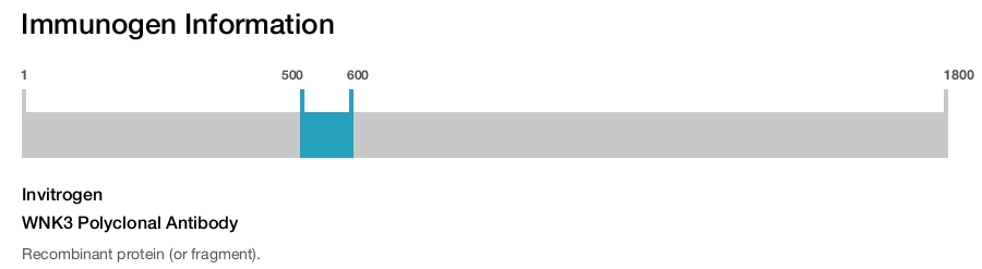 WNK3 Polyclonal Antibody