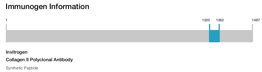 Collagen II Polyclonal Antibody