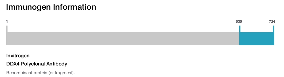 DDX4 Polyclonal Antibody