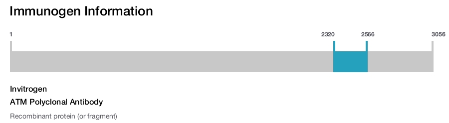 ATM Polyclonal Antibody