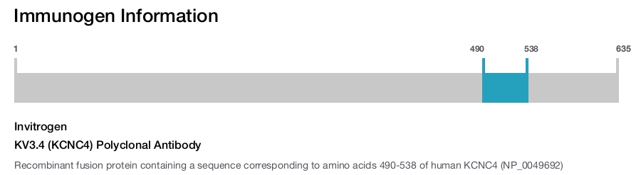 KV3.4 (KCNC4) Polyclonal Antibody