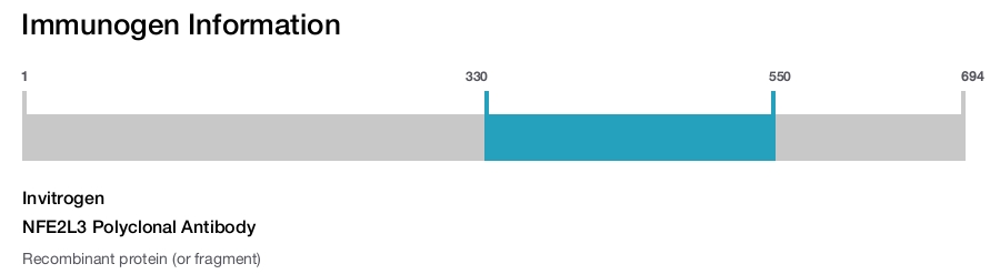 NFE2L3 Polyclonal Antibody