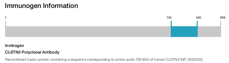 CLSTN3 Polyclonal Antibody