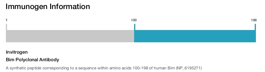 Bim Polyclonal Antibody