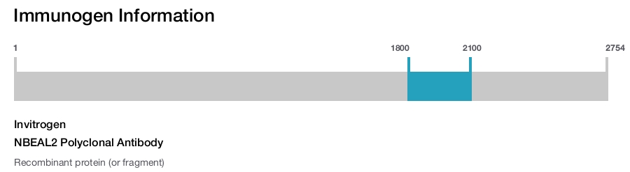 NBEAL2 Polyclonal Antibody