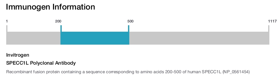 SPECC1L Polyclonal Antibody