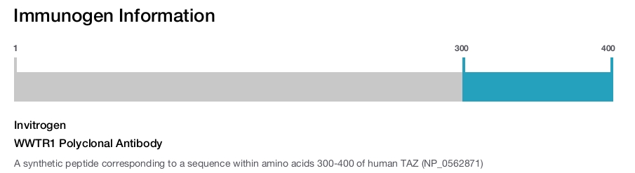 WWTR1 Polyclonal Antibody