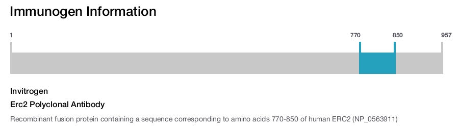 Erc2 Polyclonal Antibody