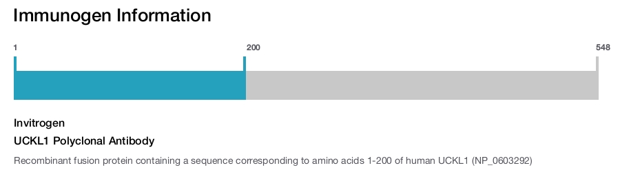 UCKL1 Polyclonal Antibody