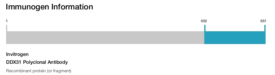 DDX31 Polyclonal Antibody