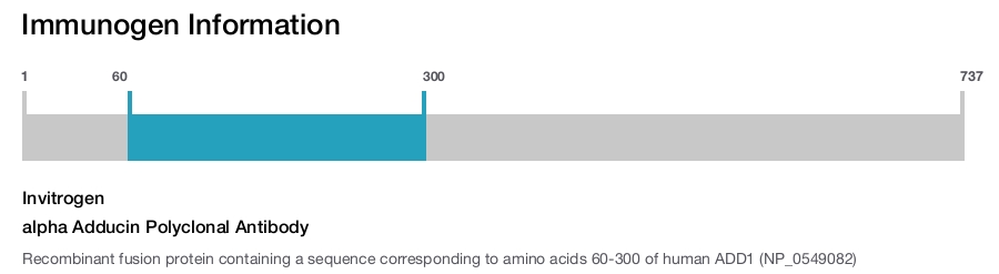 alpha Adducin Polyclonal Antibody