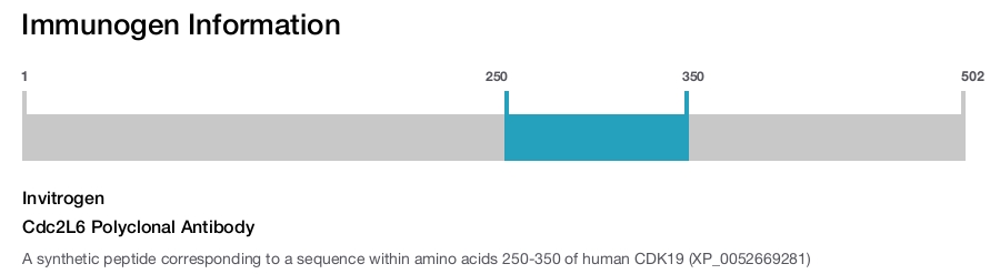 Cdc2L6 Polyclonal Antibody