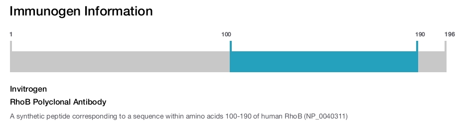 RhoB Polyclonal Antibody