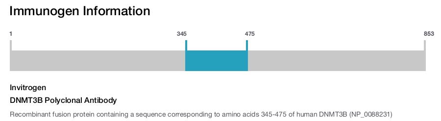 DNMT3B Polyclonal Antibody
