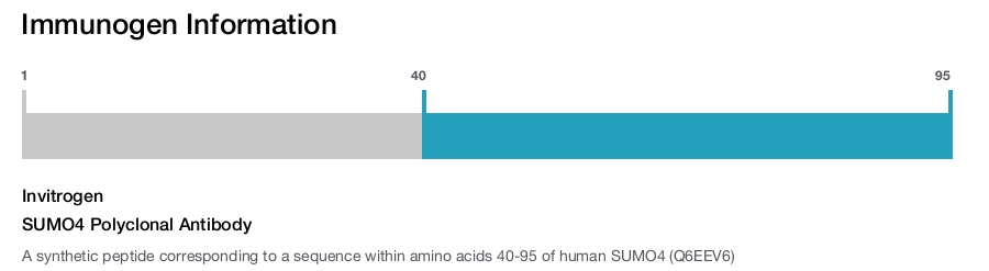 SUMO4 Polyclonal Antibody