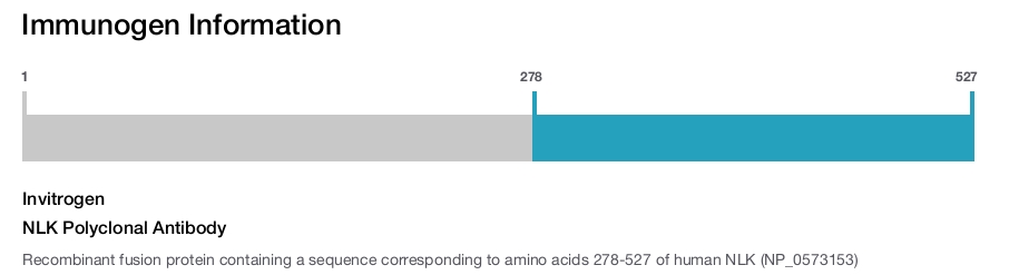 NLK Polyclonal Antibody
