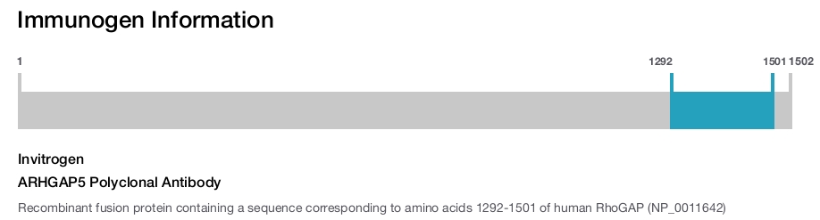 ARHGAP5 Polyclonal Antibody