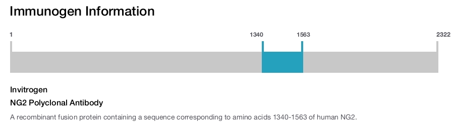NG2 Polyclonal Antibody