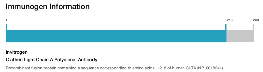 Clathrin Light Chain A Polyclonal Antibody