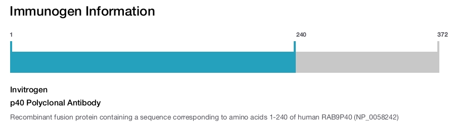 p40 Polyclonal Antibody