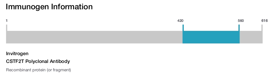 CSTF2T Polyclonal Antibody