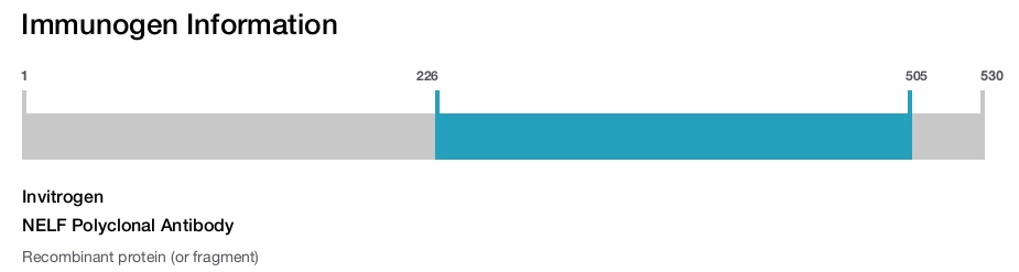 NELF Polyclonal Antibody