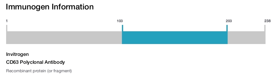 CD63 Polyclonal Antibody