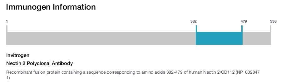 Nectin 2 Polyclonal Antibody