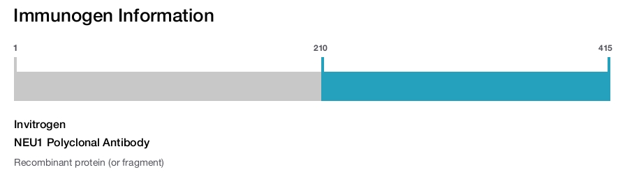 NEU1 Polyclonal Antibody