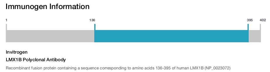 LMX1B Polyclonal Antibody