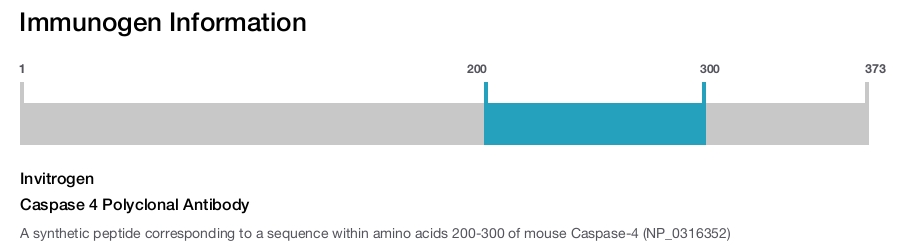 Caspase 4 Polyclonal Antibody