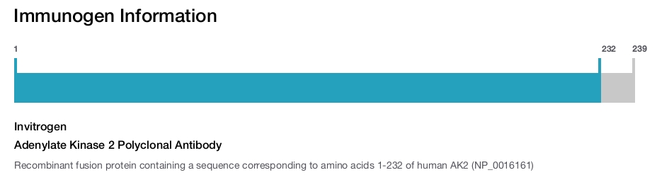 Adenylate Kinase 2 Polyclonal Antibody