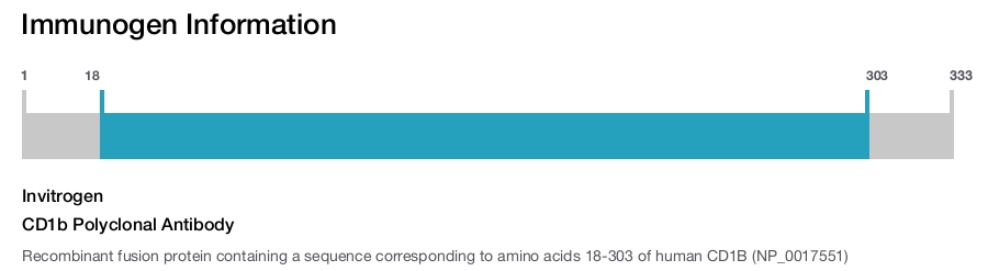 CD1b Polyclonal Antibody