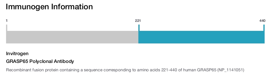 GRASP65 Polyclonal Antibody