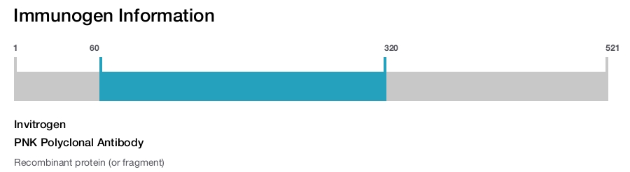 PNK Polyclonal Antibody