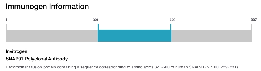 SNAP91 Polyclonal Antibody
