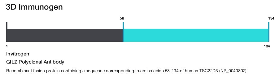 GILZ Polyclonal Antibody