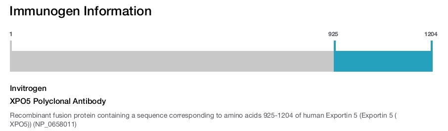 XPO5 Polyclonal Antibody