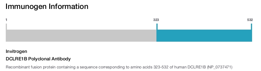 DCLRE1B Polyclonal Antibody