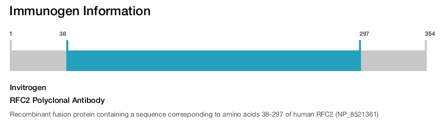 RFC2 Polyclonal Antibody