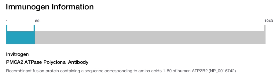 PMCA2 ATPase Polyclonal Antibody