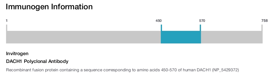 DACH1 Polyclonal Antibody