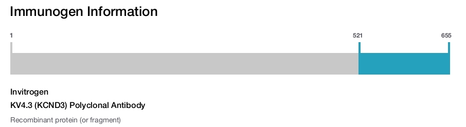 KV4.3 (KCND3) Polyclonal Antibody